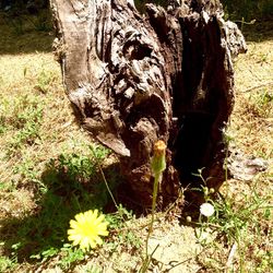 Close-up of plant growing on tree trunk