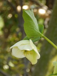 Close-up of plant