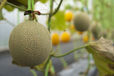 Close-up of fruit growing on tree