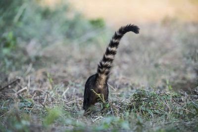 Close-up of squirrel on field