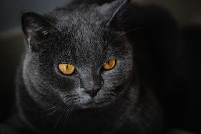 Portrait of black cat