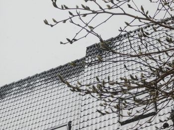 Low angle view of bare tree against sky