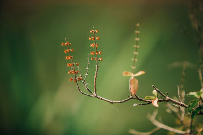Close-up of flowering plant against blurred background