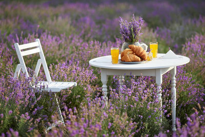 View chairs and table in purple flowering plants on field