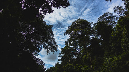 Low angle view of silhouette trees against sky