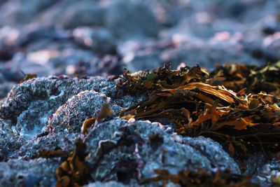 Close-up of crab on rock