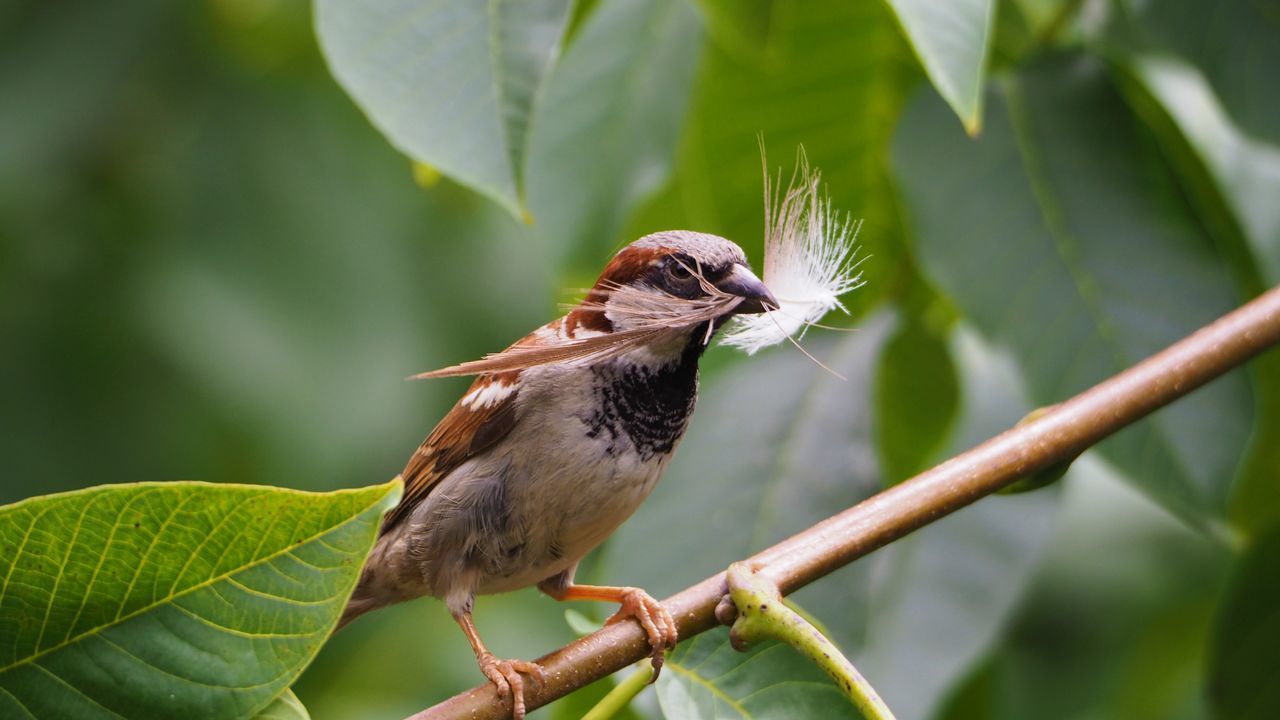 CLOSE-UP OF BIRD PERCHING ON A PLANT