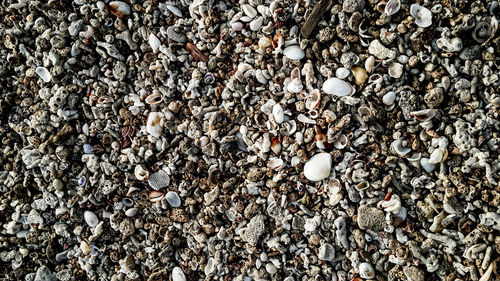 High angle view of shells on field