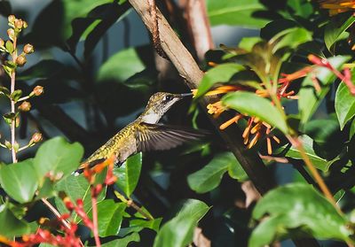 Close-up of butterfly flying