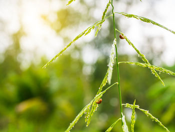 Close-up of insect on plant