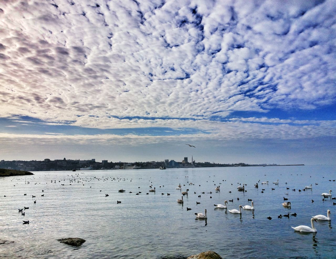 bird, animal themes, water, animals in the wild, wildlife, sky, cloud - sky, flock of birds, scenics, lake, tranquil scene, beauty in nature, nature, cloudy, flying, waterfront, tranquility, medium group of animals, cloud