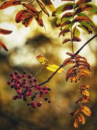 Close-up of berries growing on tree against sky