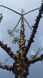 Low angle view of tree against sky