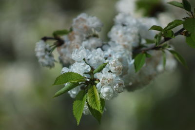 Close-up of white flowering plant