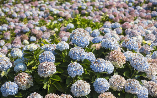 High angle view of purple flowering plants on field