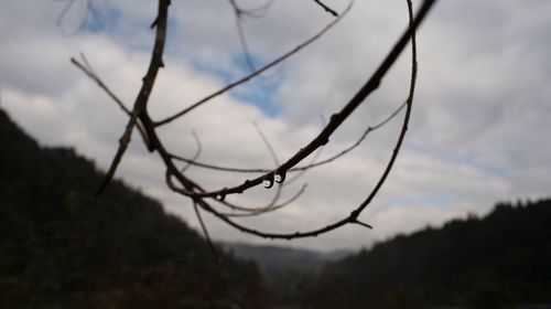 Bare trees against sky