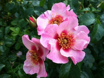 Close-up of pink flower