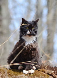 Portrait of black cat sitting on land