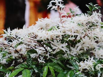 Close-up of white flowering plant