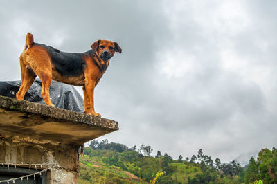 Portrait of dog standing on roof against cloudy sky