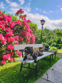 Dog and pink flowers in park