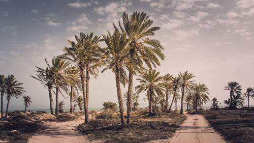 Footpath with trees in background