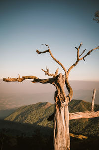 Dead tree on landscape against sky