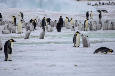 Penguins at beach