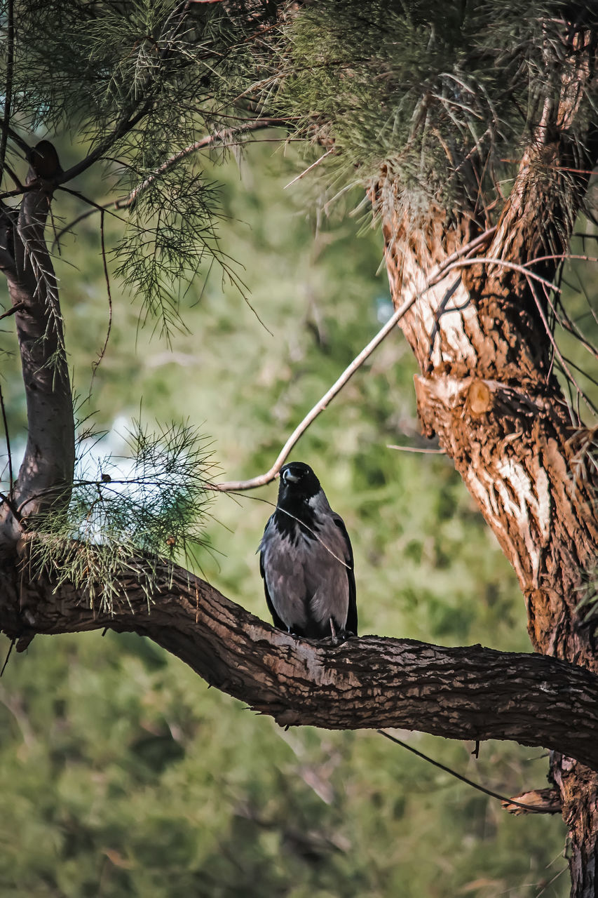 tree, animal themes, animal, animal wildlife, wildlife, bird, branch, plant, perching, one animal, nature, no people, outdoors, focus on foreground, day, beauty in nature