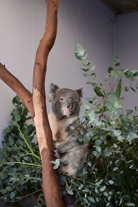 Close-up of koala sitting on plant