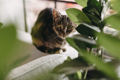 Brown cute cat relaxing on the sofa at home, pets