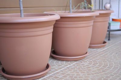 Close-up of potted plant on table