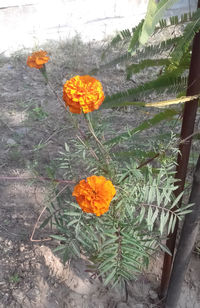 Close-up of yellow flowering plant on land