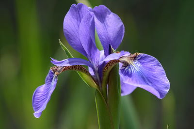 Close-up of purple flowers blooming against blue sky