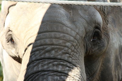 Close-up of elephant