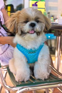 Close-up of dog sticking out tongue