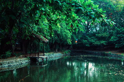 Scenic view of lake in forest