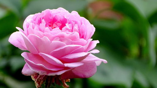 Close-up of pink rose