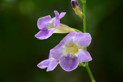 Close-up of purple flowering plant
