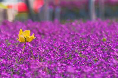 Close-up of pink flowering plant