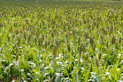 Full frame shot of crops growing on field