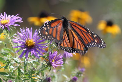 Close-up of butterfly pollinating on purple flower