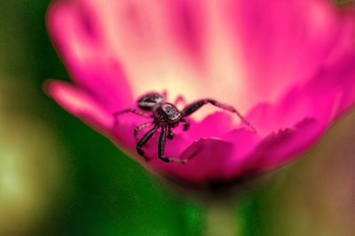 Close-up of spider on pink flower