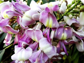 Close-up of purple flowers