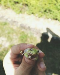 Close-up of man holding frog