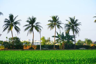 Palm trees on field against sky