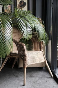 Close-up of potted plant on table