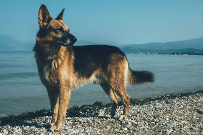 Dog in water