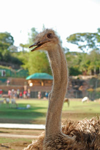 Close-up of a bird on rock