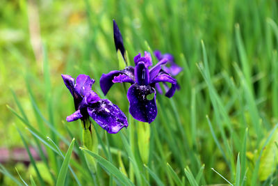 Close-up of purple flower blooming outdoors